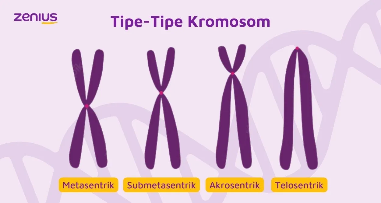Bentuk atau tipe kromosom.