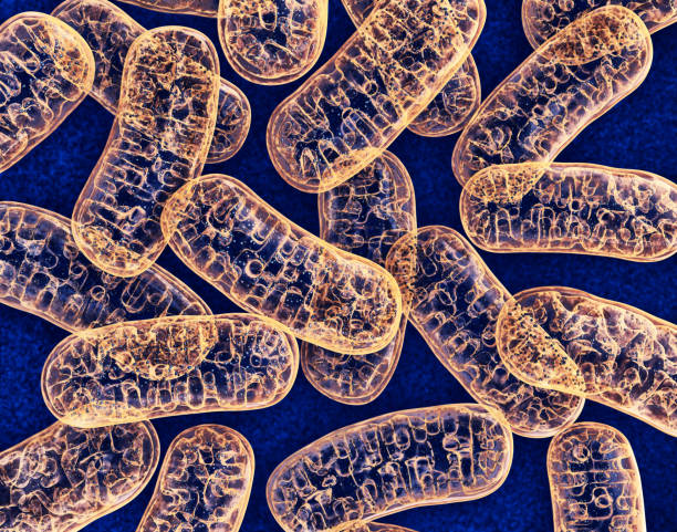 Ilustrasi Mitokondria dalam tubuh manusia (dok: iStock)
