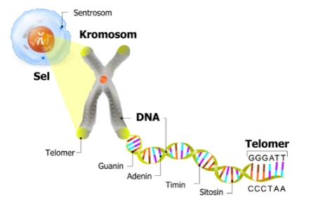 Kromosom adalah struktur seperti benang yang terdiri dari DNA dan protein histon.