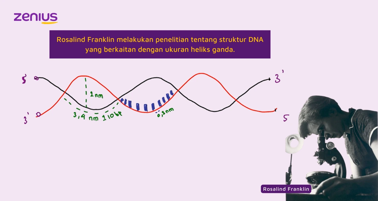 Lewat penelitiannya, Rosalind Franklin menemukan bahwa heliks ganda DNA mempunyai lebar sekitar 2 nm dengan panjang satu lekukan sebesar 3,4 nm.