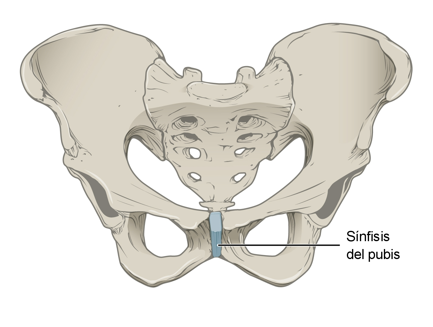 Gambaran sendi amphiarthrosis yang terdapat pada tulang pubis.
