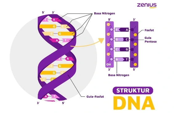 gambar struktur DNA yang tersusun dari rantai polimer nukleotida yang di dalamnya terdapat pospat, gula deoksiribosa, dan basa nukleat.