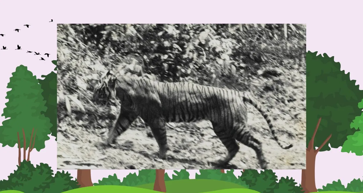 Gambar harimau jawa