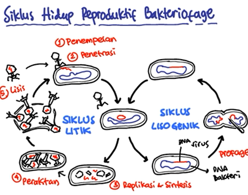 Bakteriofag - Ciri-Ciri, Bentuk Tubuh, dan Cara Replikasi Bakteriofag - Materi Biologi Kelas 10 26