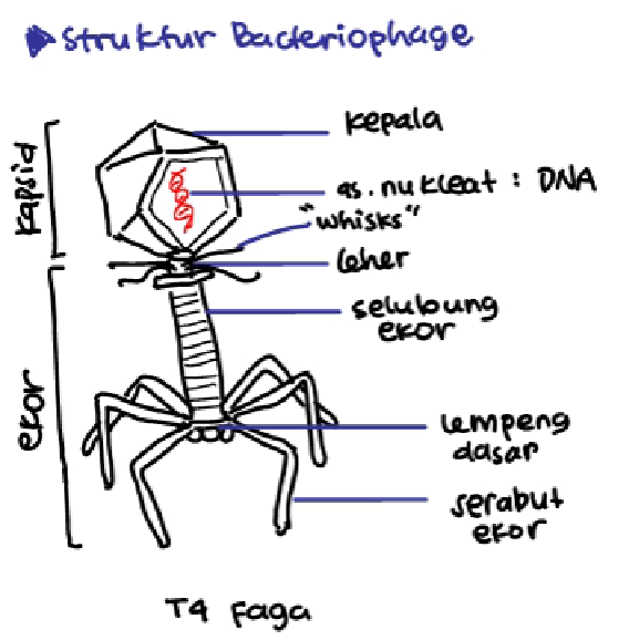 Bakteriofag - Ciri-Ciri, Bentuk Tubuh, dan Cara Replikasi Bakteriofag - Materi Biologi Kelas 10 25