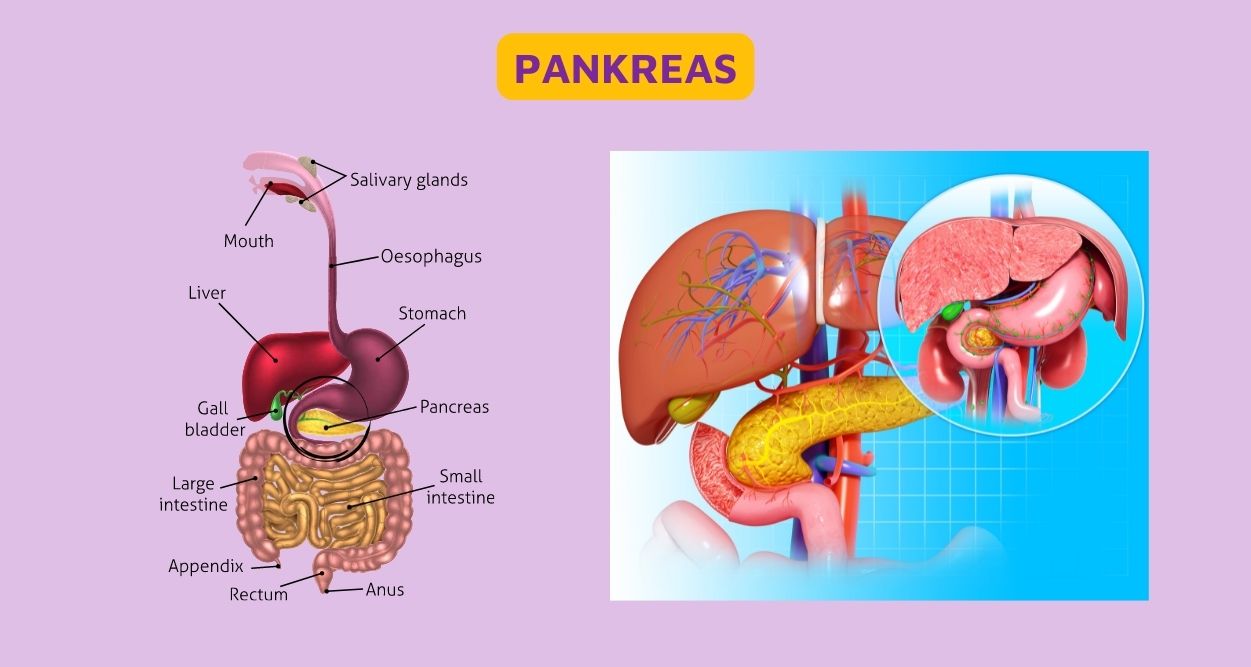 Pankreas - Pengertian, Fungsi, dan Cara Kerja Pankreas
