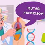 Mutasi Kromosom - Biologi SMA Kelas 12 2